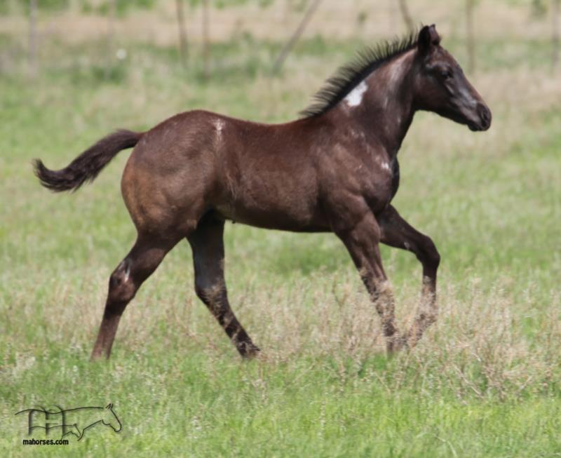 Blues Taffy's 2025 Colt